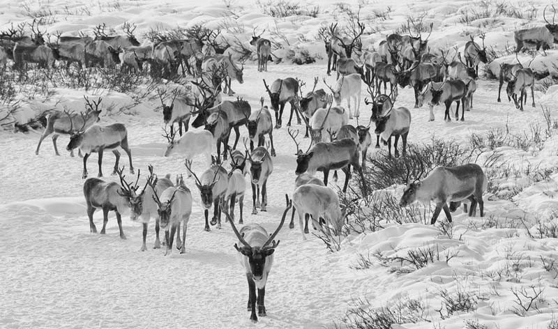 mongolia winter reindeer photos 